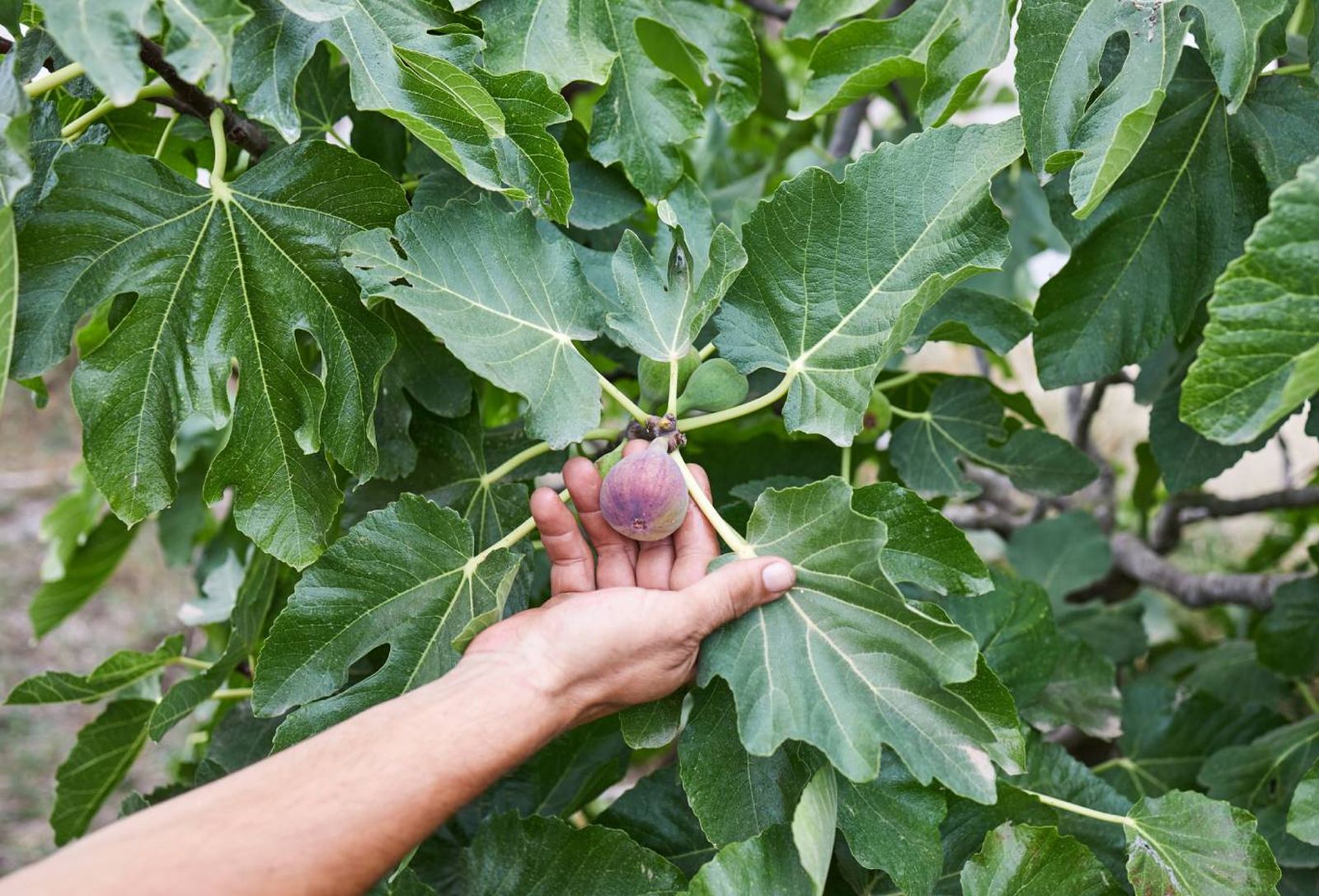 Higuera con frutos.