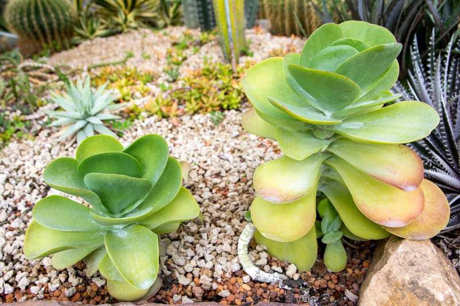 Kalanchoe thyrsiflora. Kalanchoe thyrsiflora.