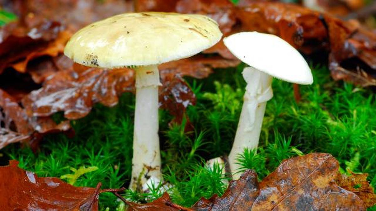 setas toxicas venenosas mascotas Espana Amanita phalloides
