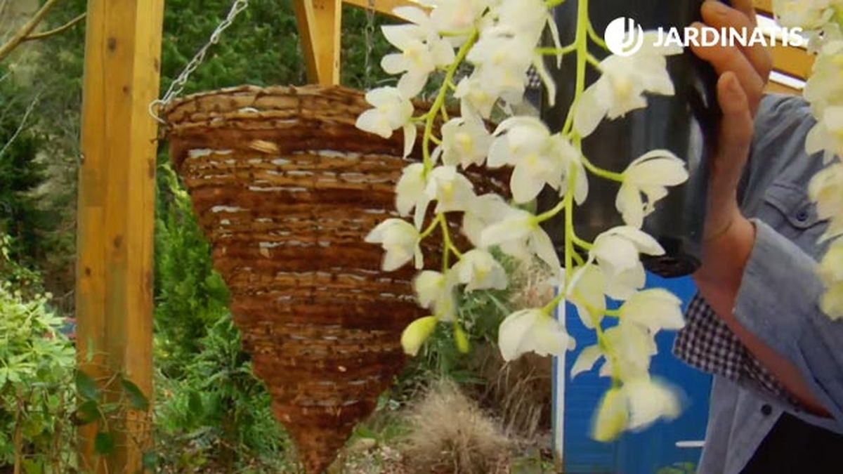 cesto colgante con la orquidea cymbidium brico jardin 864
