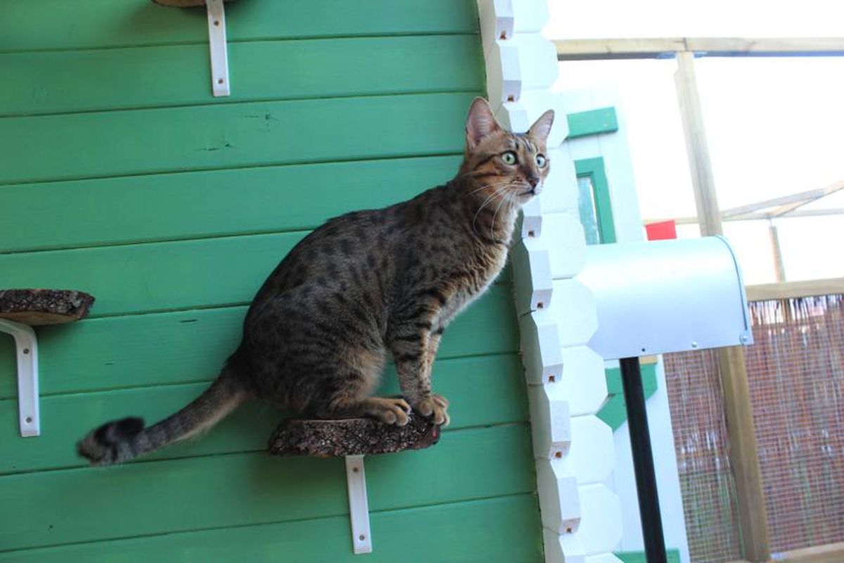 suite lujo hotel gatos