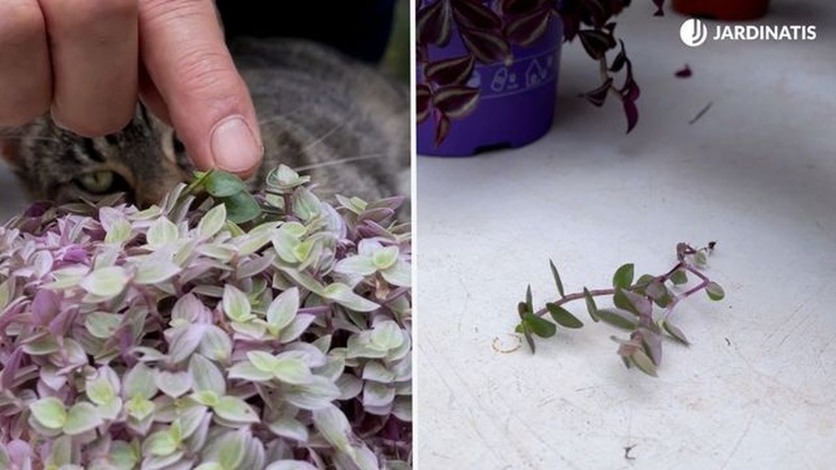 quitar hoja verde de callisia repens pink lady jardinatis 23 38