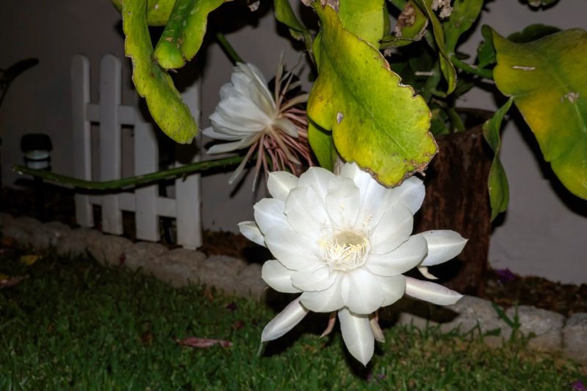 Epiphyllum oxypetalum.
