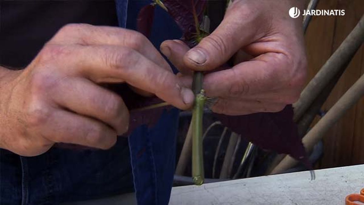 planta escudo persa esquejes brico 884