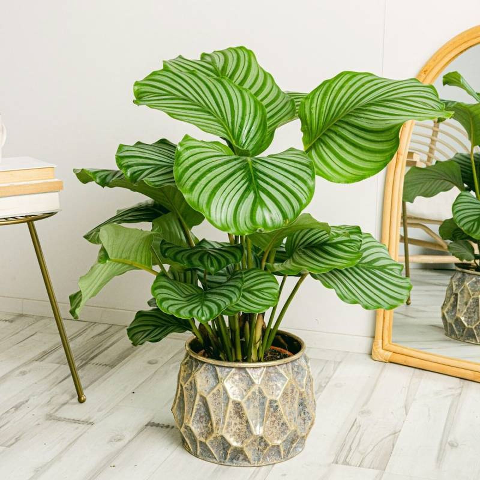 Calathea en el suelo del salón.