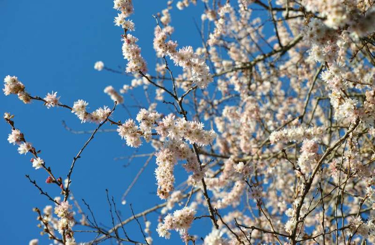 Prunus subhirtella autumnalis.