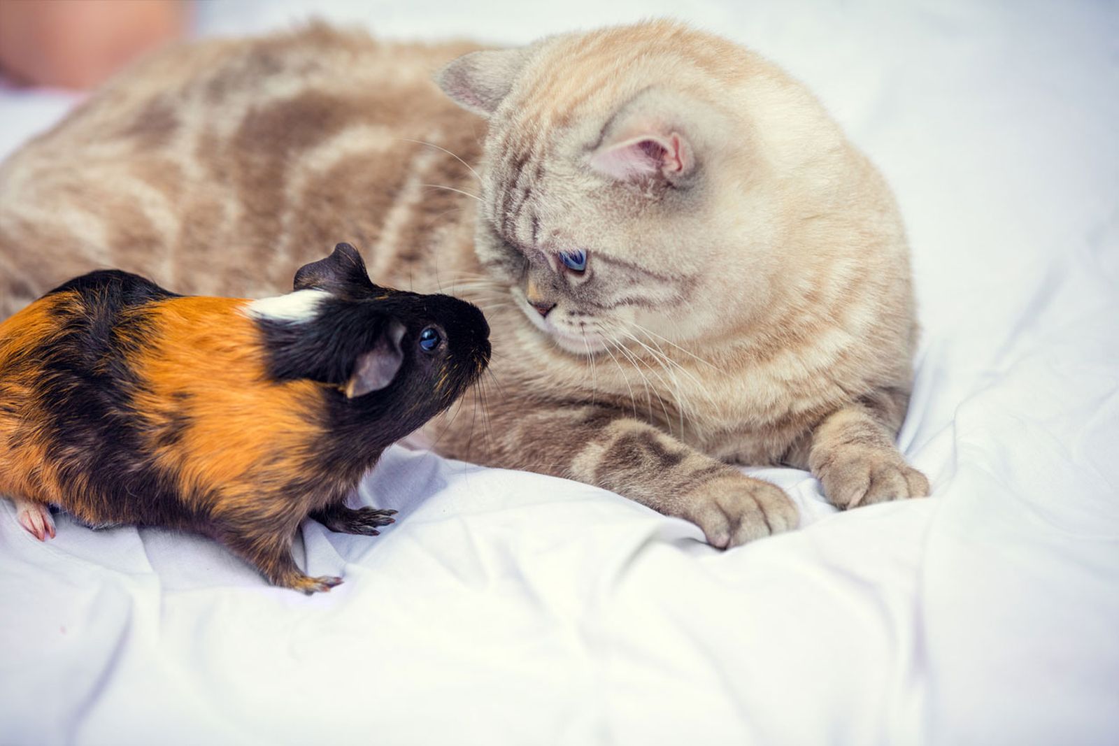 convivencia gatos pequeñas mascotas cobayas