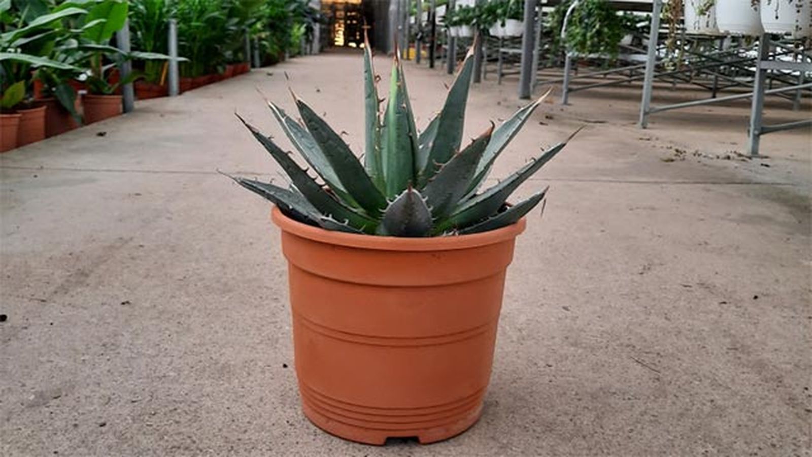 agave romanii web greenpartner agave romanii web greenpartner
