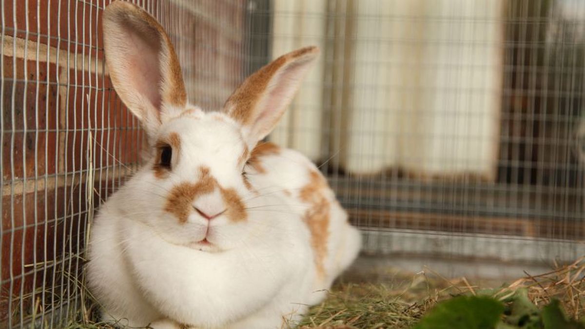 conejos son lagomorfos 848x477x80xX[1]