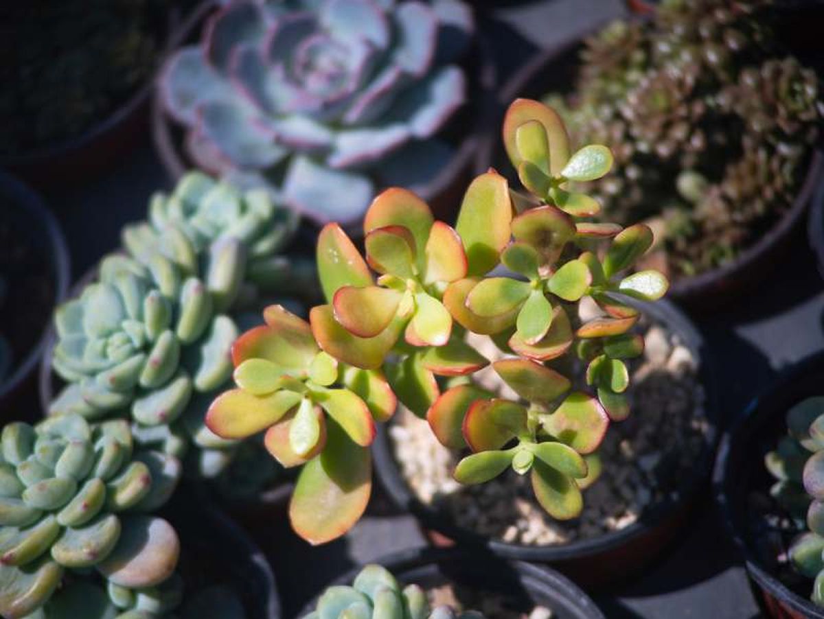 Las suculentas son plantas ideales para llenar de vida cualquier rincón luminoso