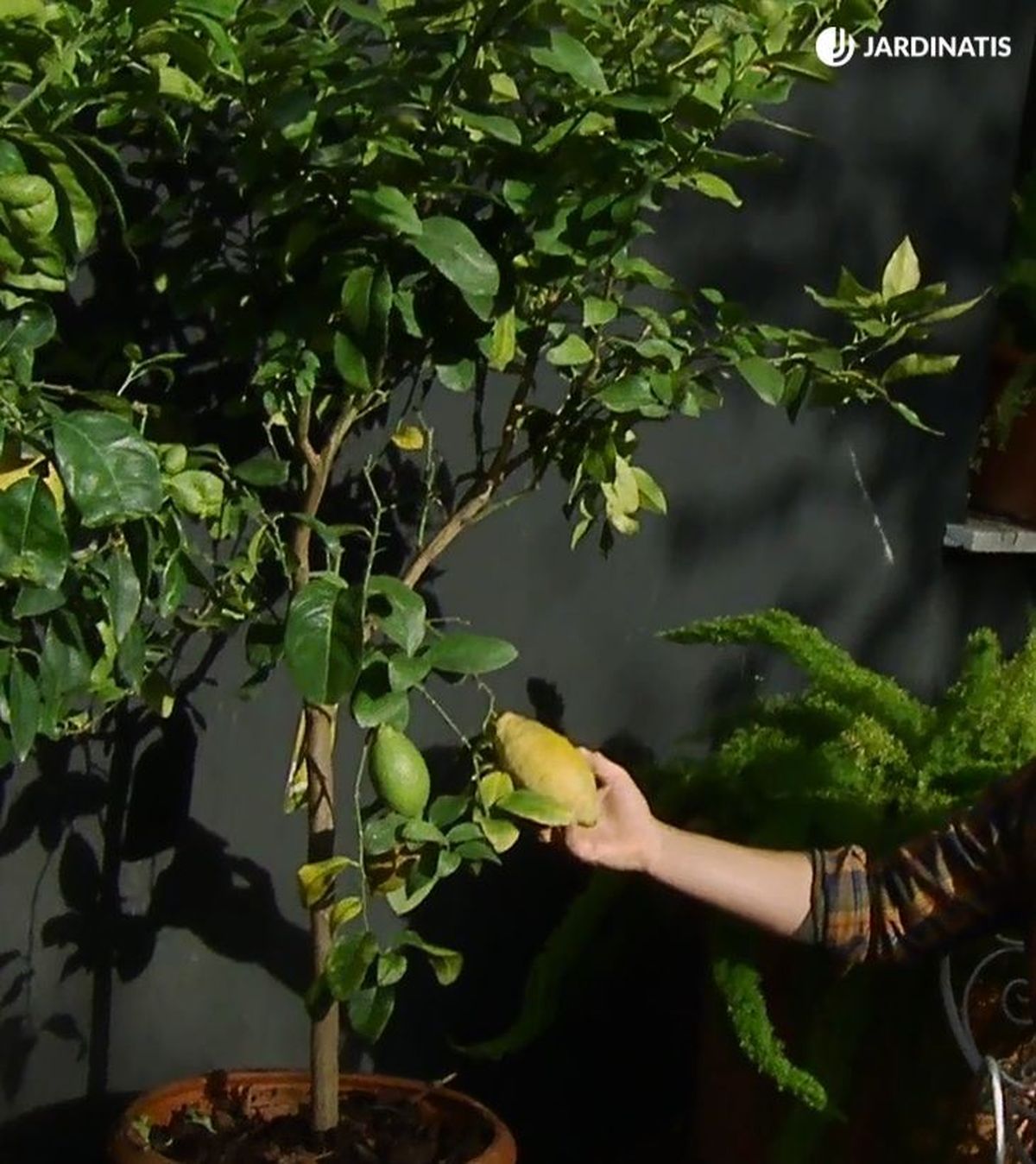 limonero plantado en maceta deco 368