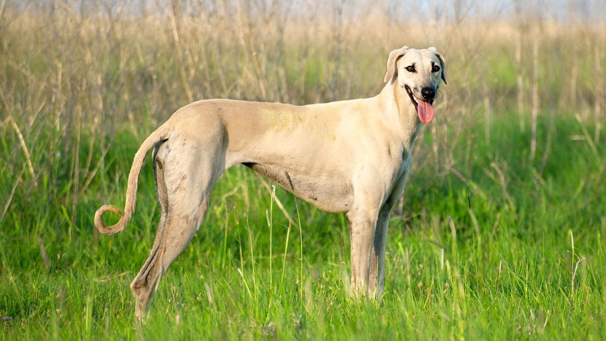 perros razas Africa Sloughi