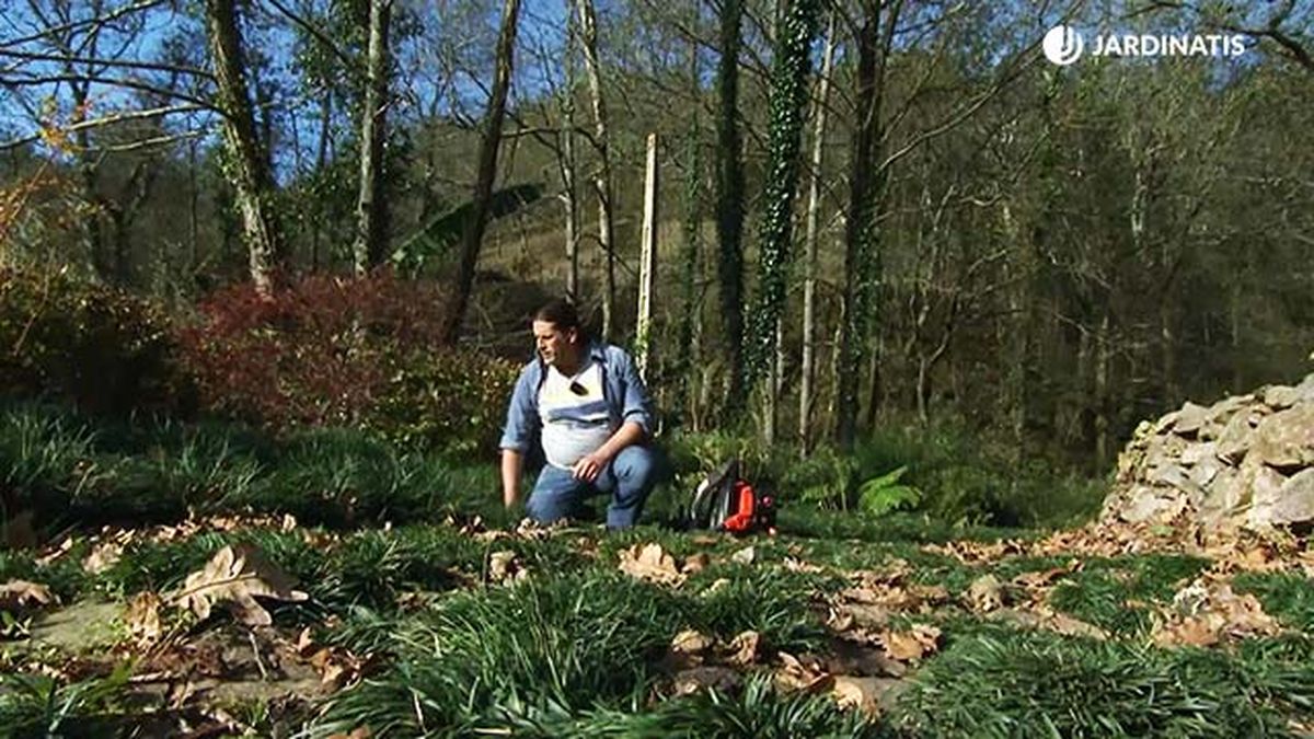 deco717 jardineria plantas cubresuelos