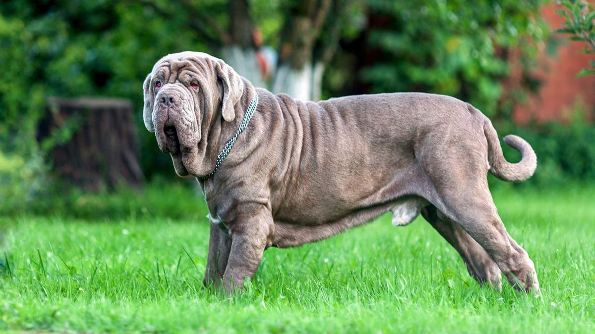 7 razas mastin napolitano