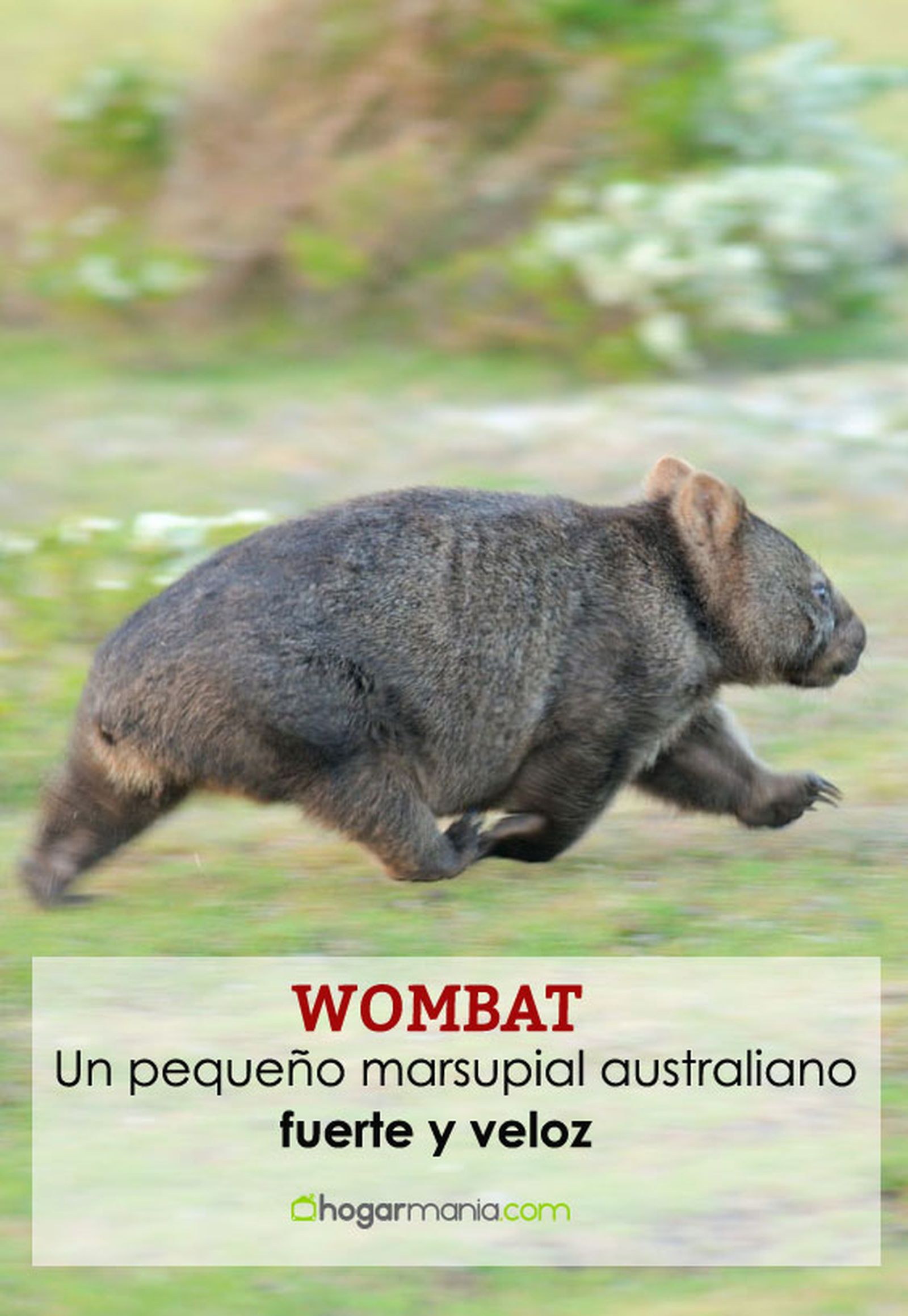 wombat pin wombat pin