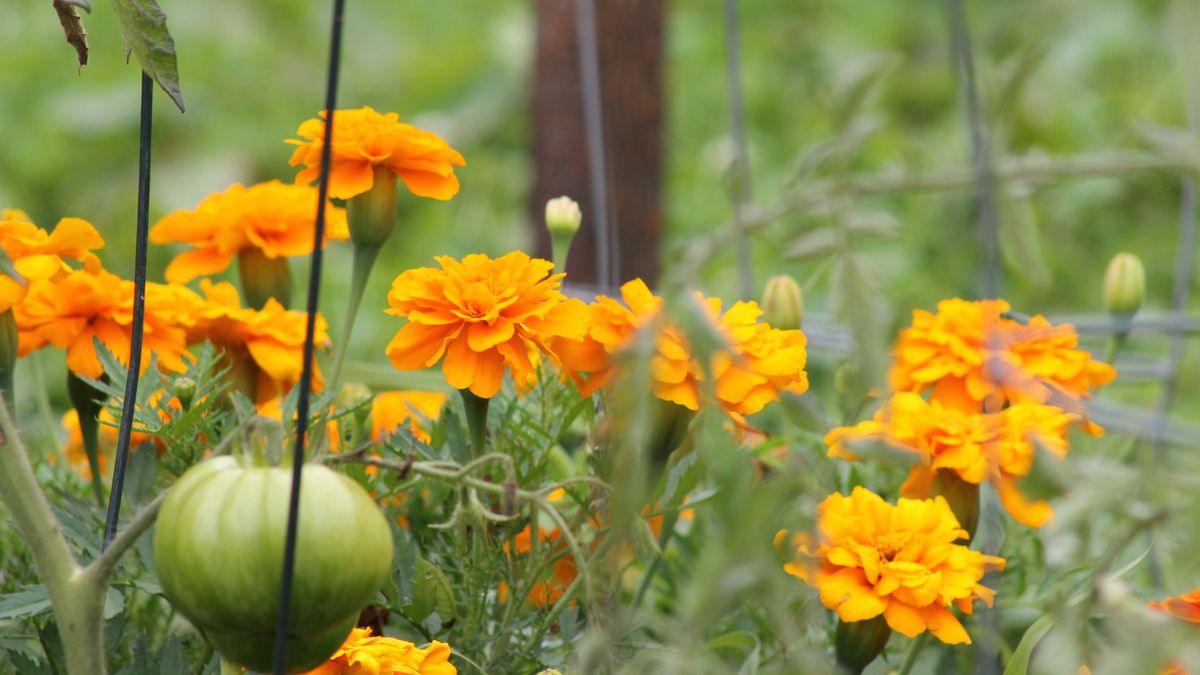 Las flores de la caléndula atraen insectos polinizadores que son muy beneficiosos
