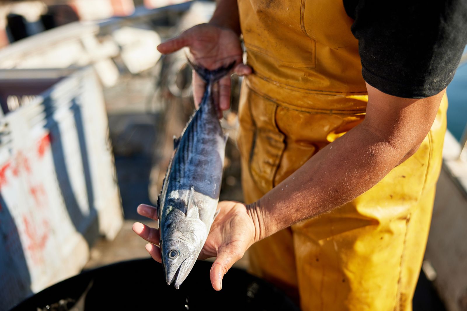 El atún y el bonito no es el mismo pescado
