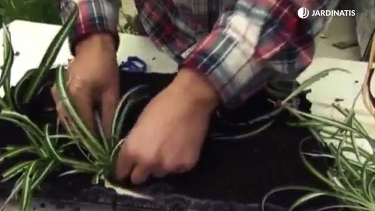 como reproducir la cinta jardinatis 2