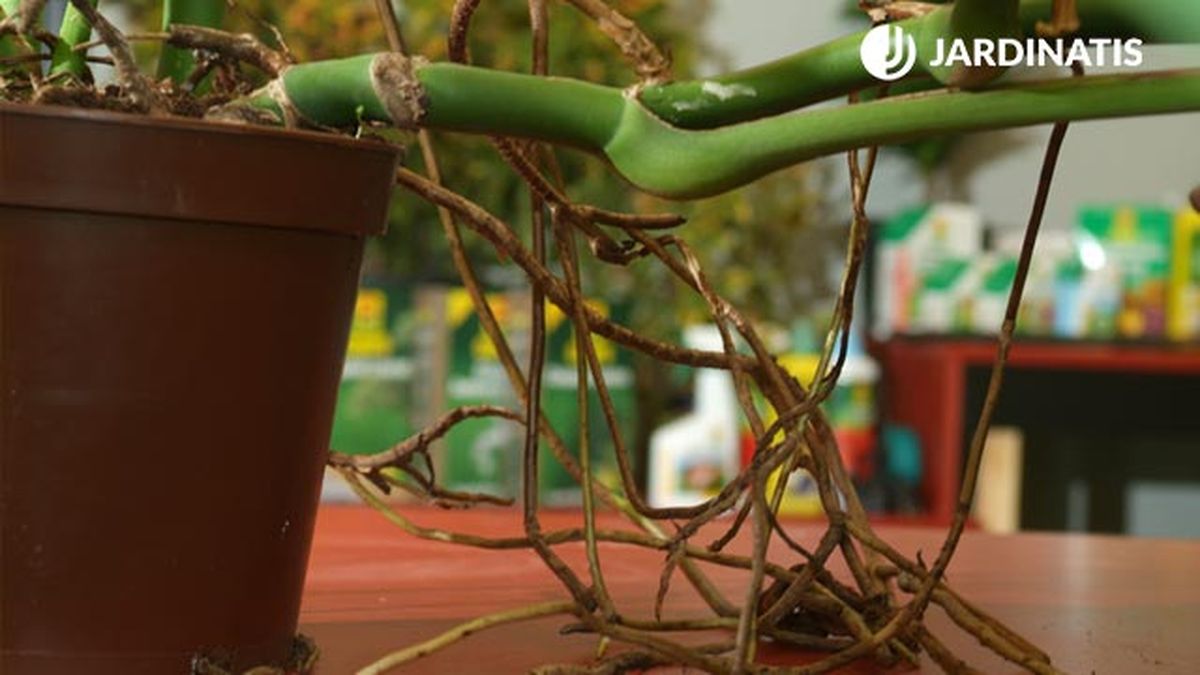 planta trepadora costilla de adan monstera deliciosa brico 390 jardin xl