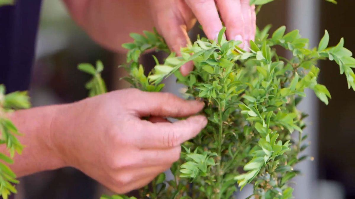 brico 0914 3 oruga boj hojas boj