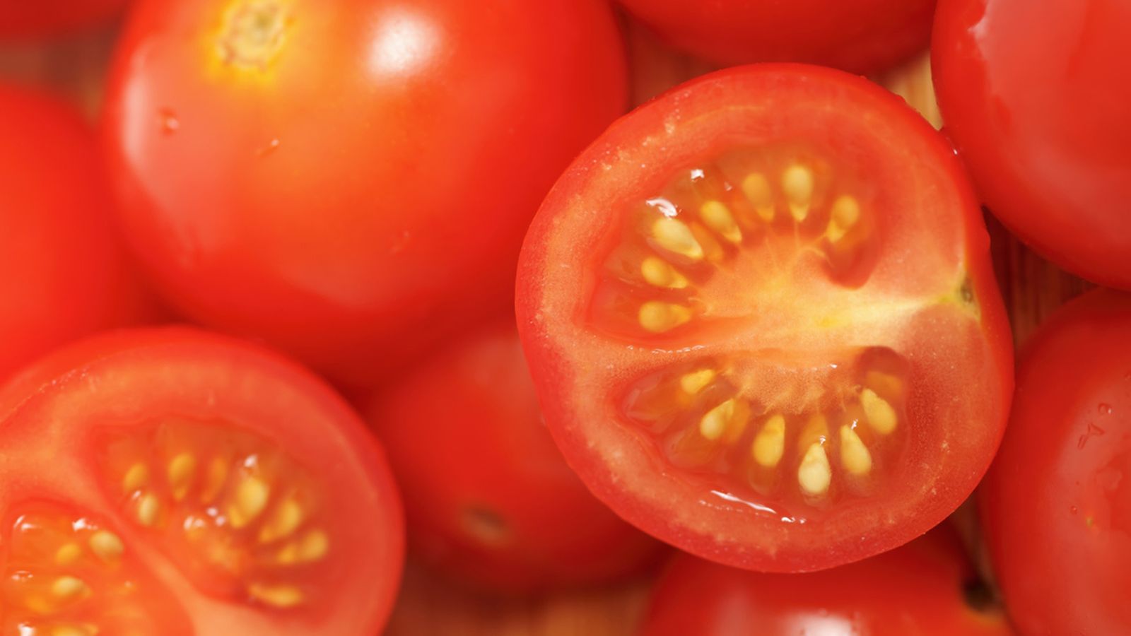 semillas de tomate xl