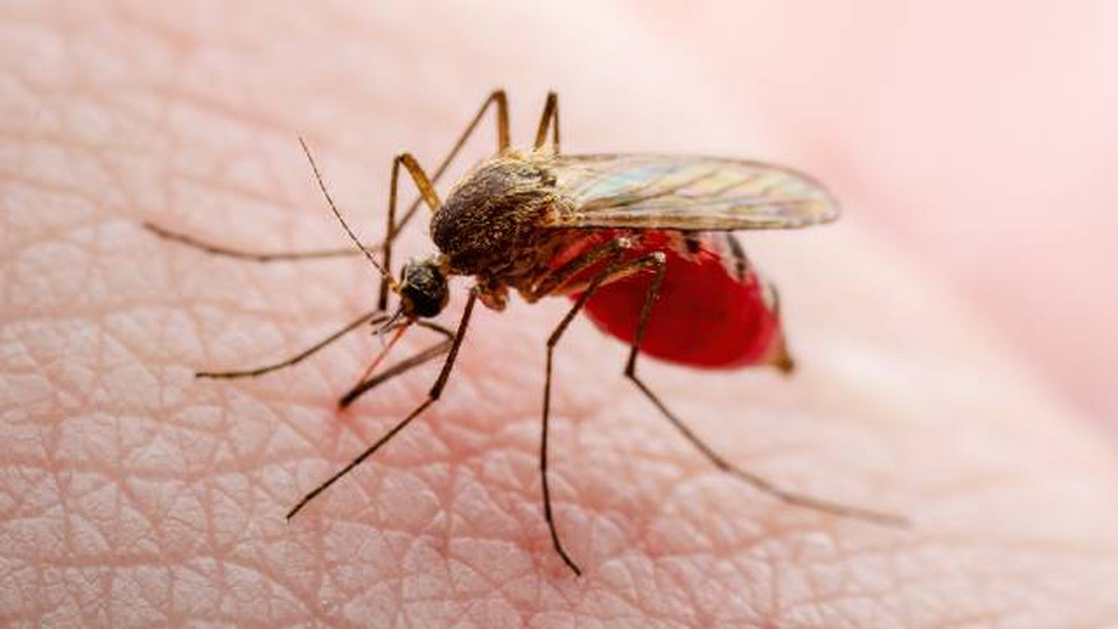 Mosquito comun Culex pipiens Mosquito comun Culex pipiens