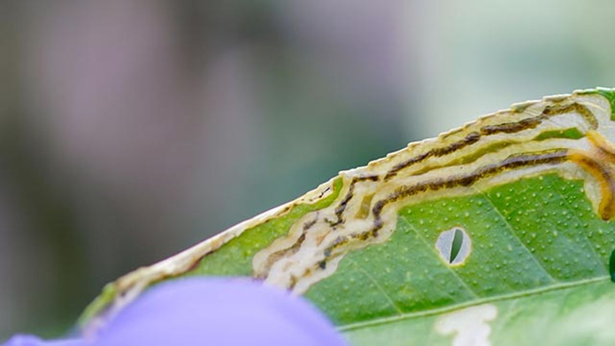 plaga minador planta hojas plantas evitarlo