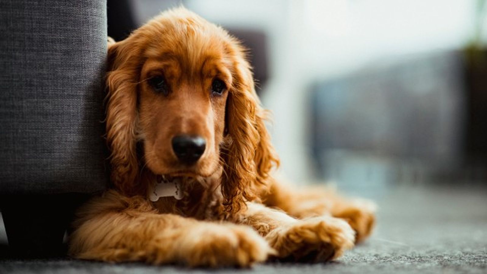 cocker spaniel 8 cocker spaniel 8