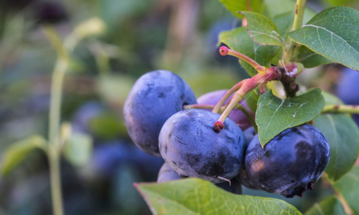 ROJA0012_Arándano o arándano azul