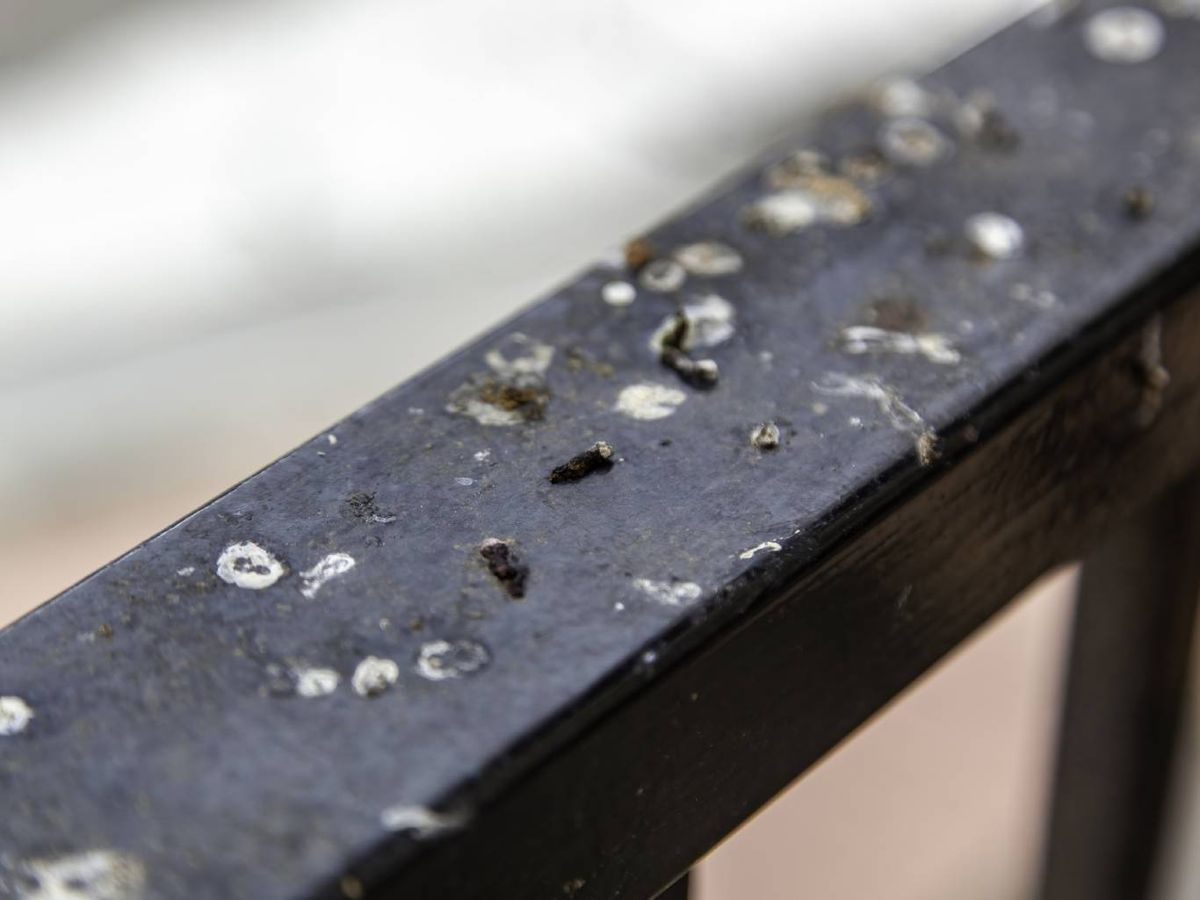 La caca de paloma puede ser un riego real para la salud.