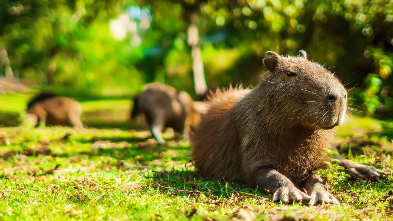 Imagina abrir tus chats y ver una capibara relajada en la playa. Imagina abrir tus chats y ver una capibara relajada en la playa.