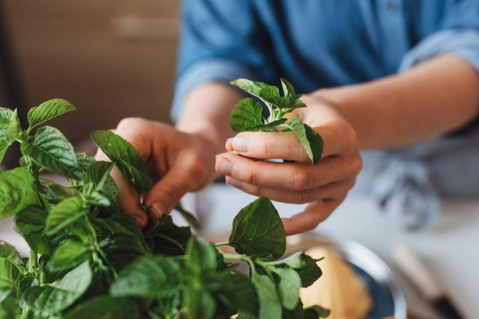Las hojas de menta emanan un olor delicioso. Las hojas de menta emanan un olor delicioso.