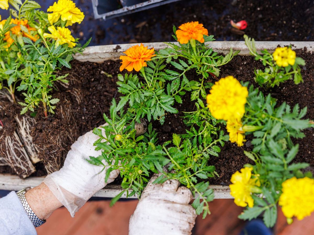 Plantación de tagetes en el jardinera.