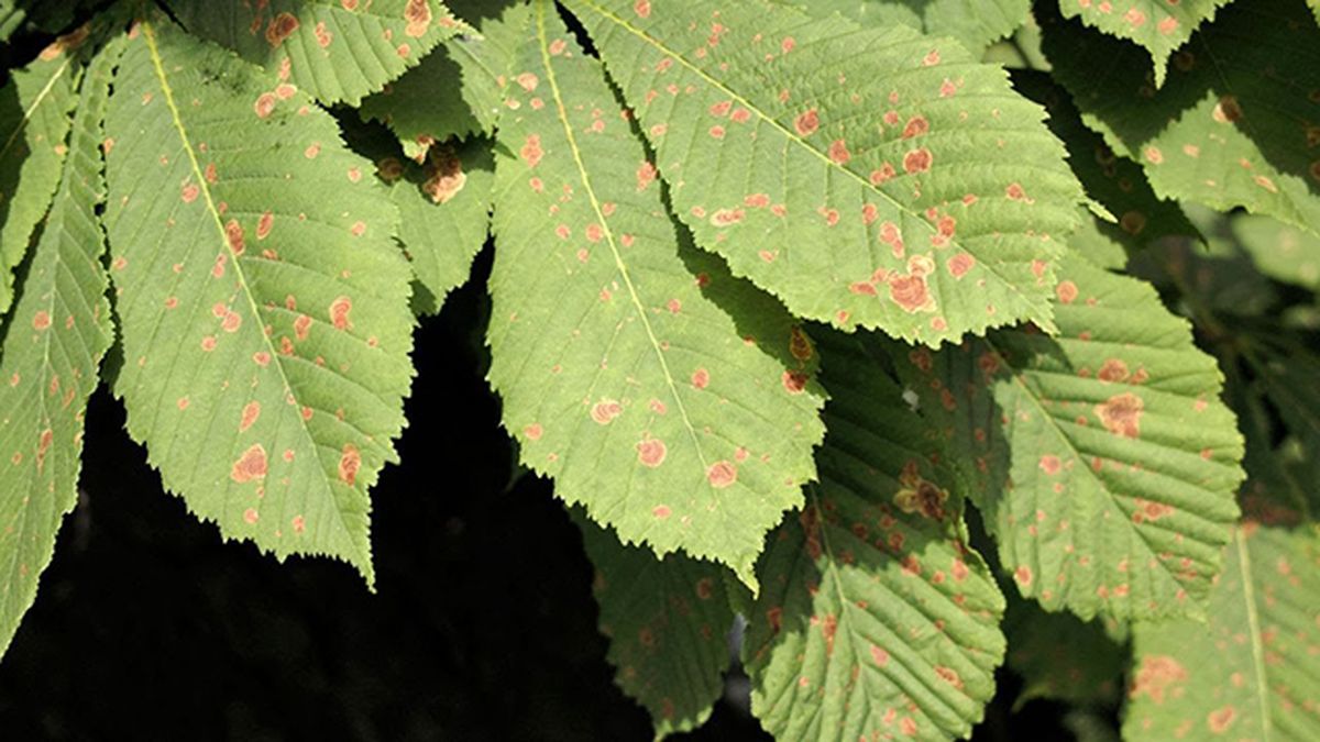 arana roja en las plantas