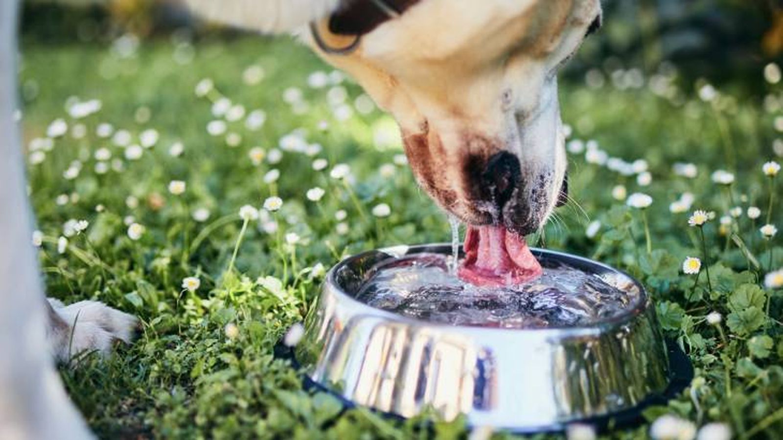 Beber agua fresco es muy importante para tu perro Beber agua fresco es muy importante para tu perro