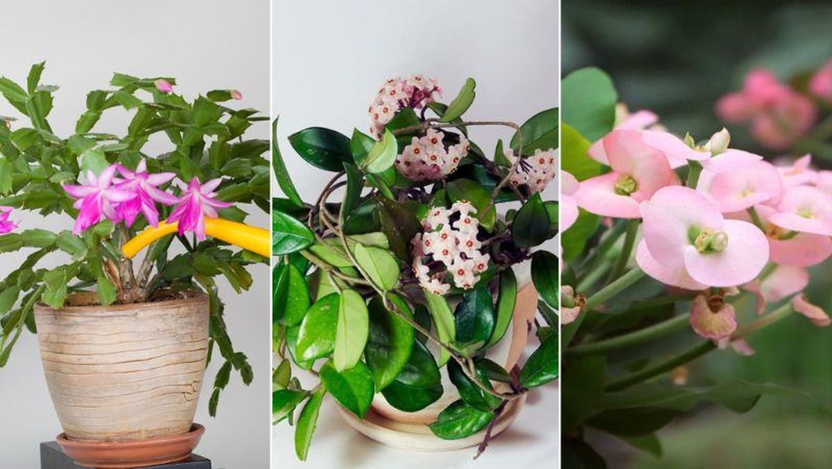 De izq. a drcha.: cactus de Navidad, flor de cera y espina de cristo