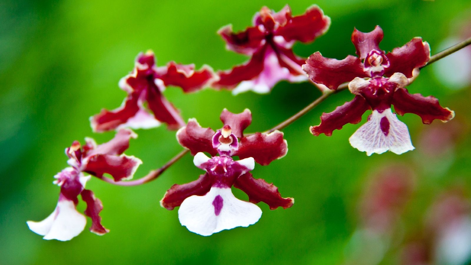 Sus flores desprendes un irresistible aroma a chocolate