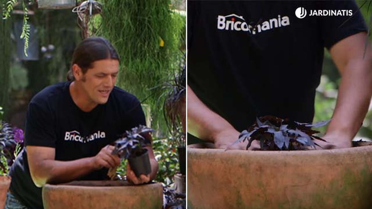 ipomoea batatas sidekick black brico 916