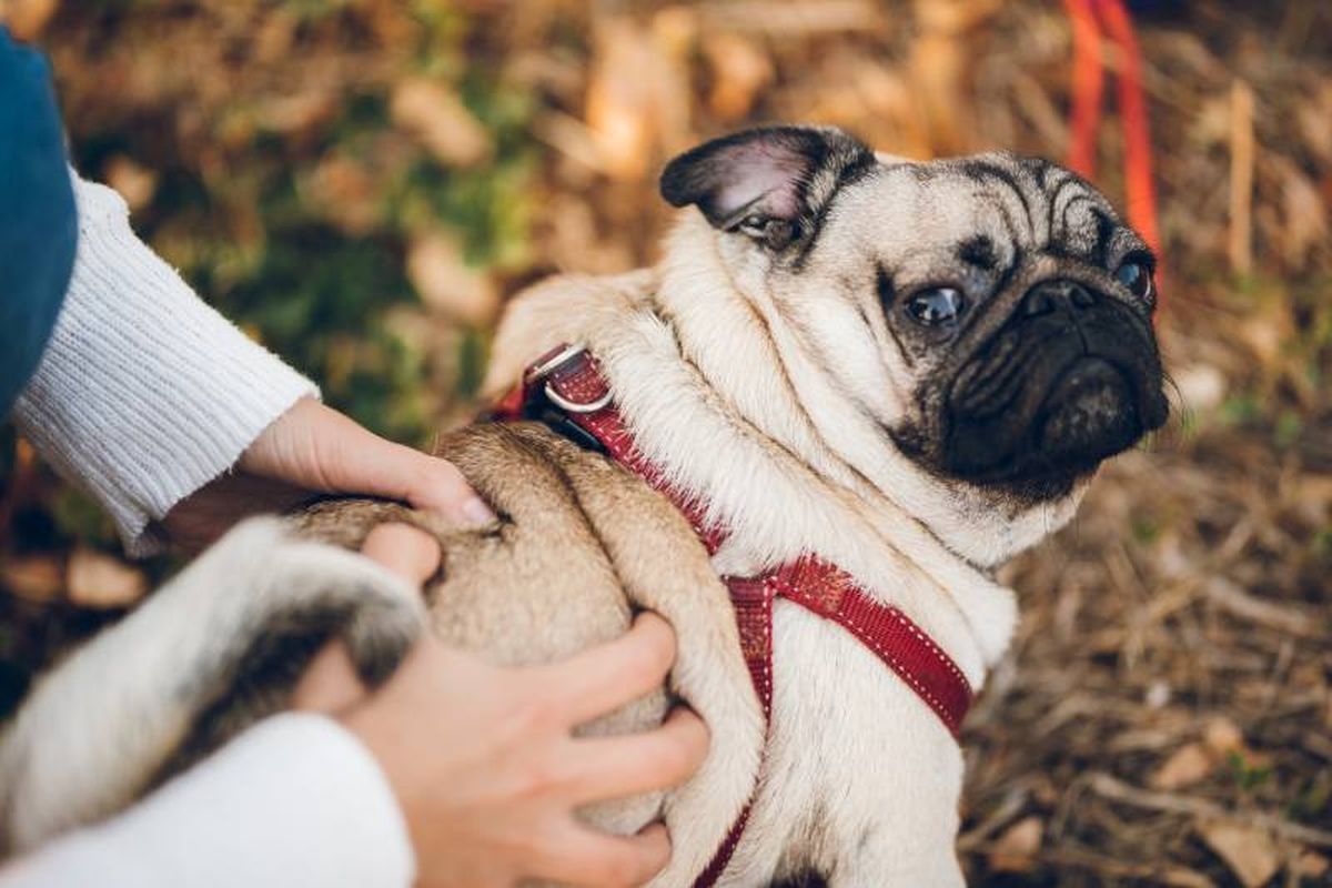 Emplea suero fisiológico para desinfectar la herida y evita el uso de productos irritantes.