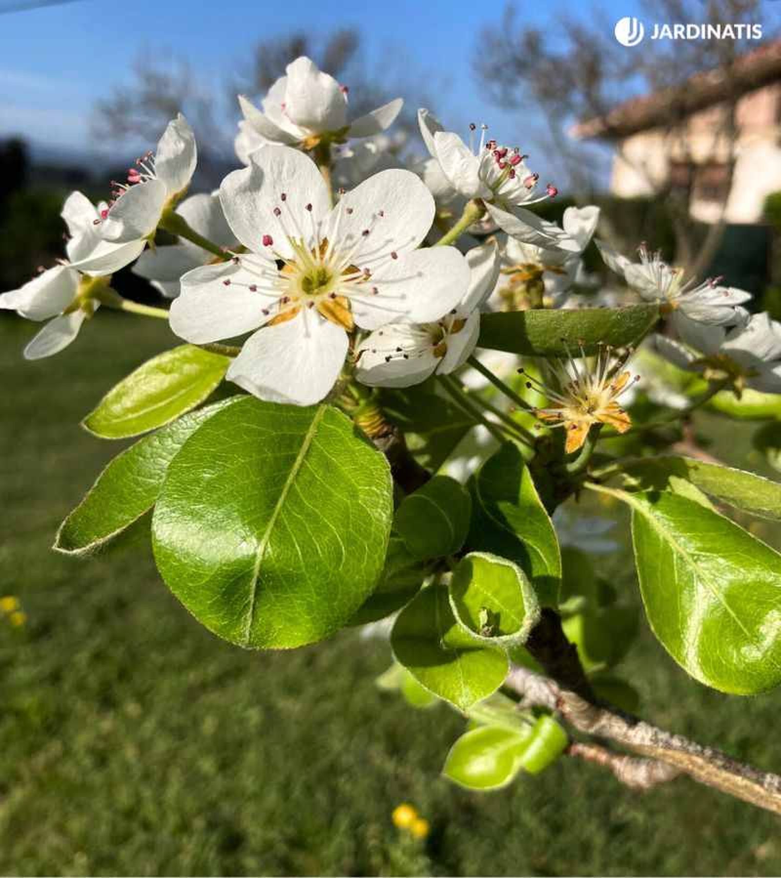 Cerezo en flor