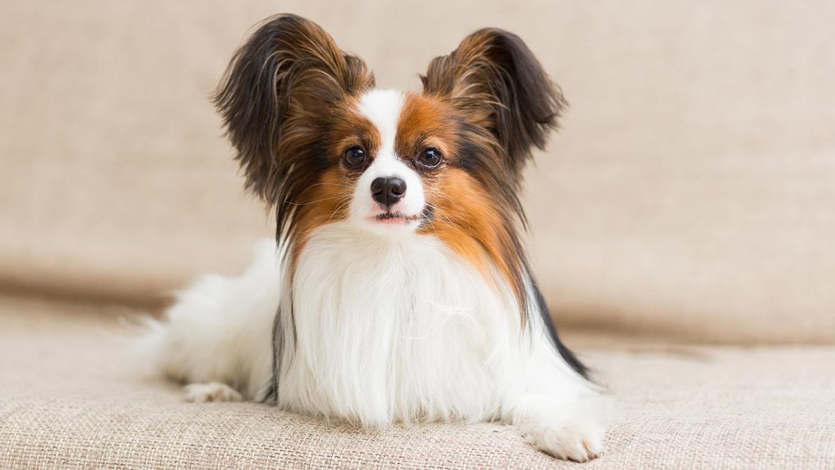 razas perros pequenos 5 papillon