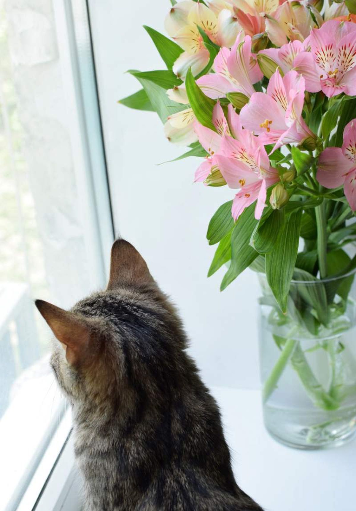 Se utiliza mucho como flor cortada