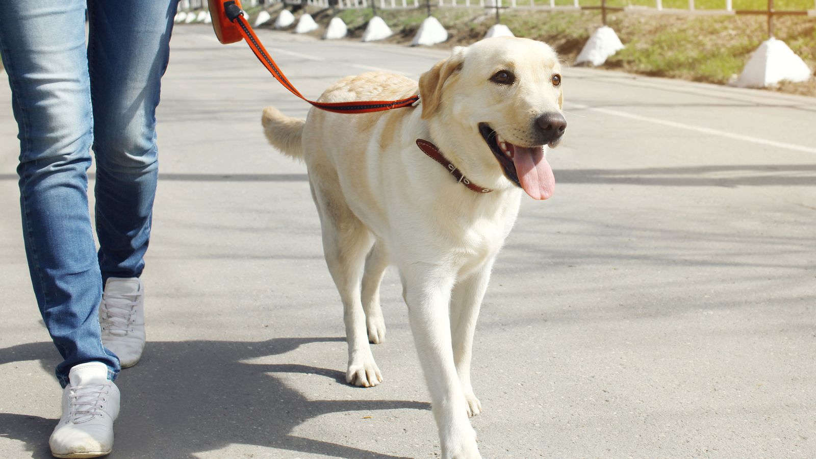 3 consejos pasear perro 3 consejos pasear perro