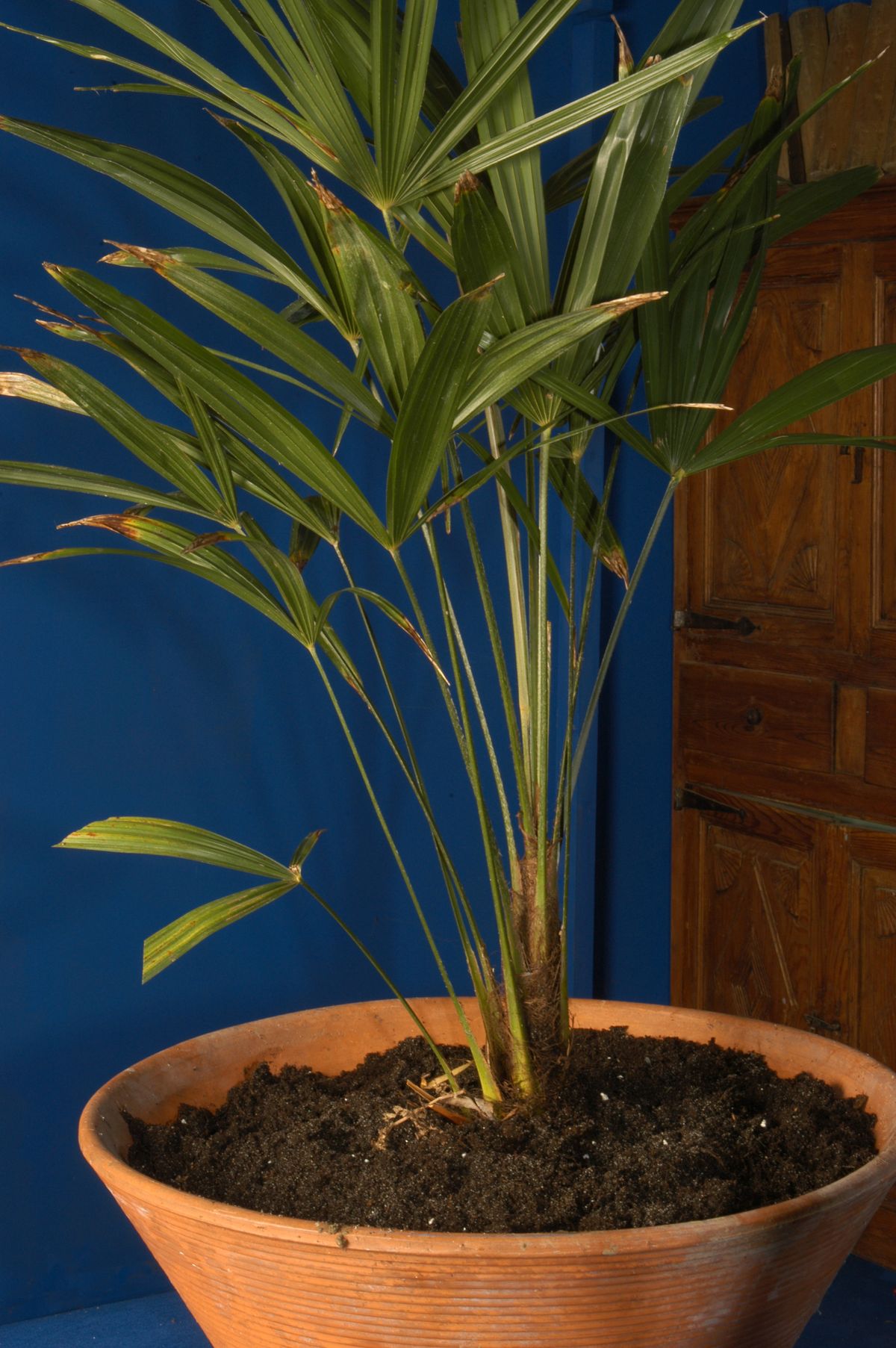 Reproducción de palmeras paso 7