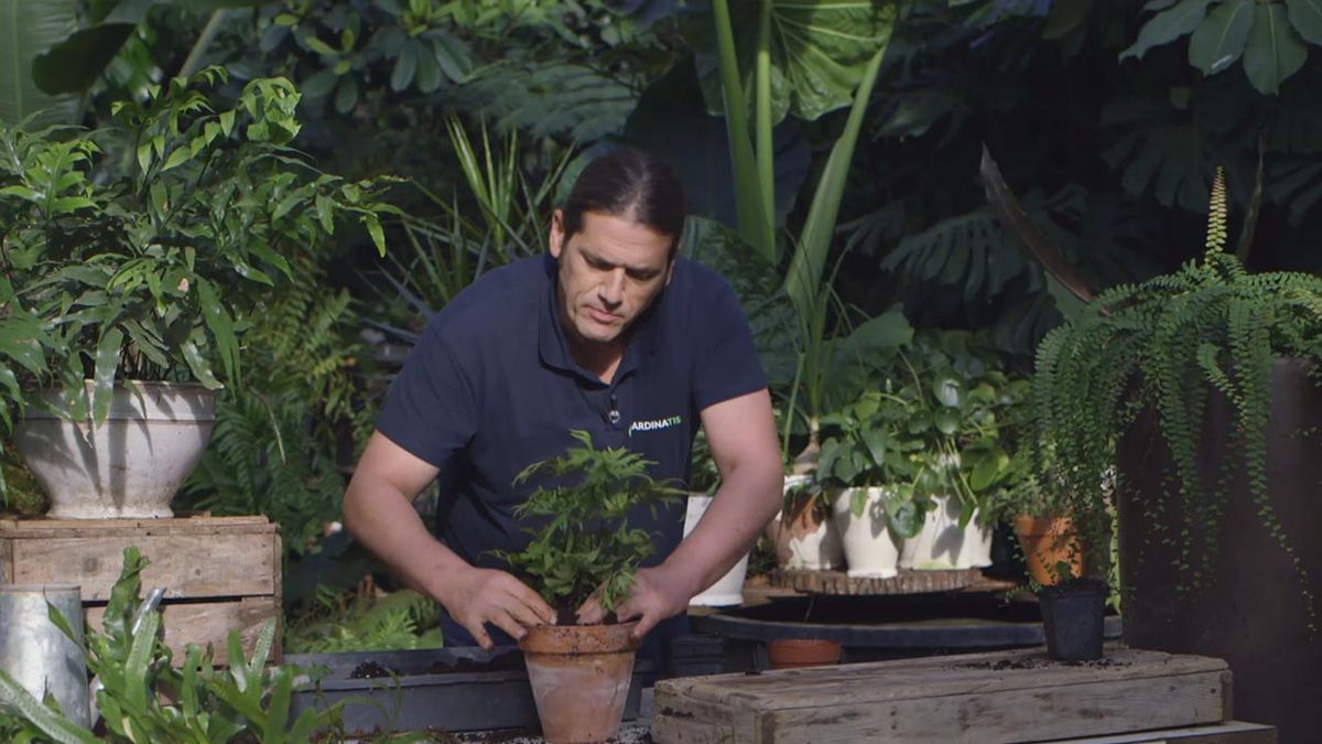 brico 1017 jardin Helecho doryopteris pedata transplante