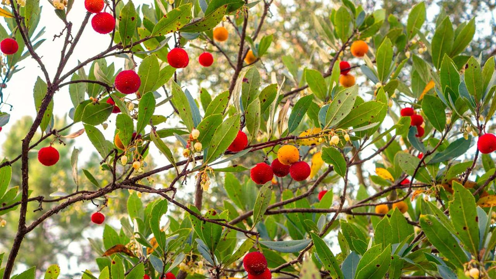 Arbutus unedo Arbutus unedo