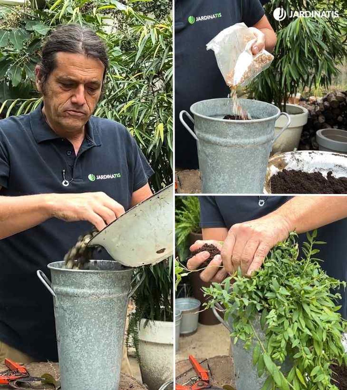 trasplante Aeschynanthus planta pintalabios jardinatis 54