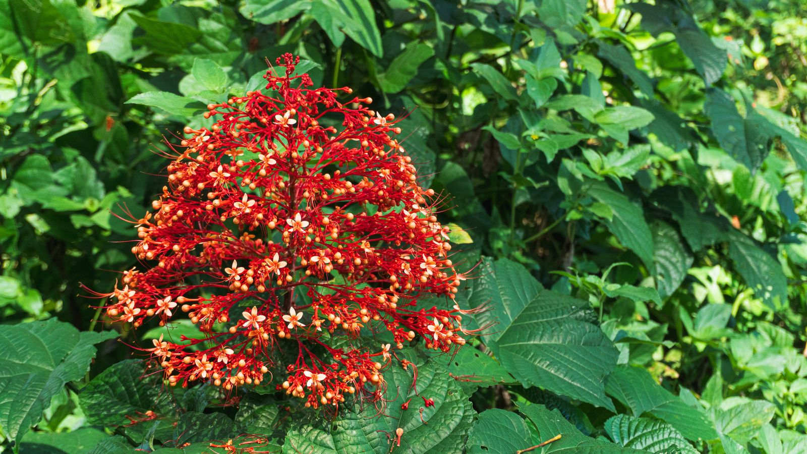 Clerodendrum Paniculatum Clerodendrum Paniculatum