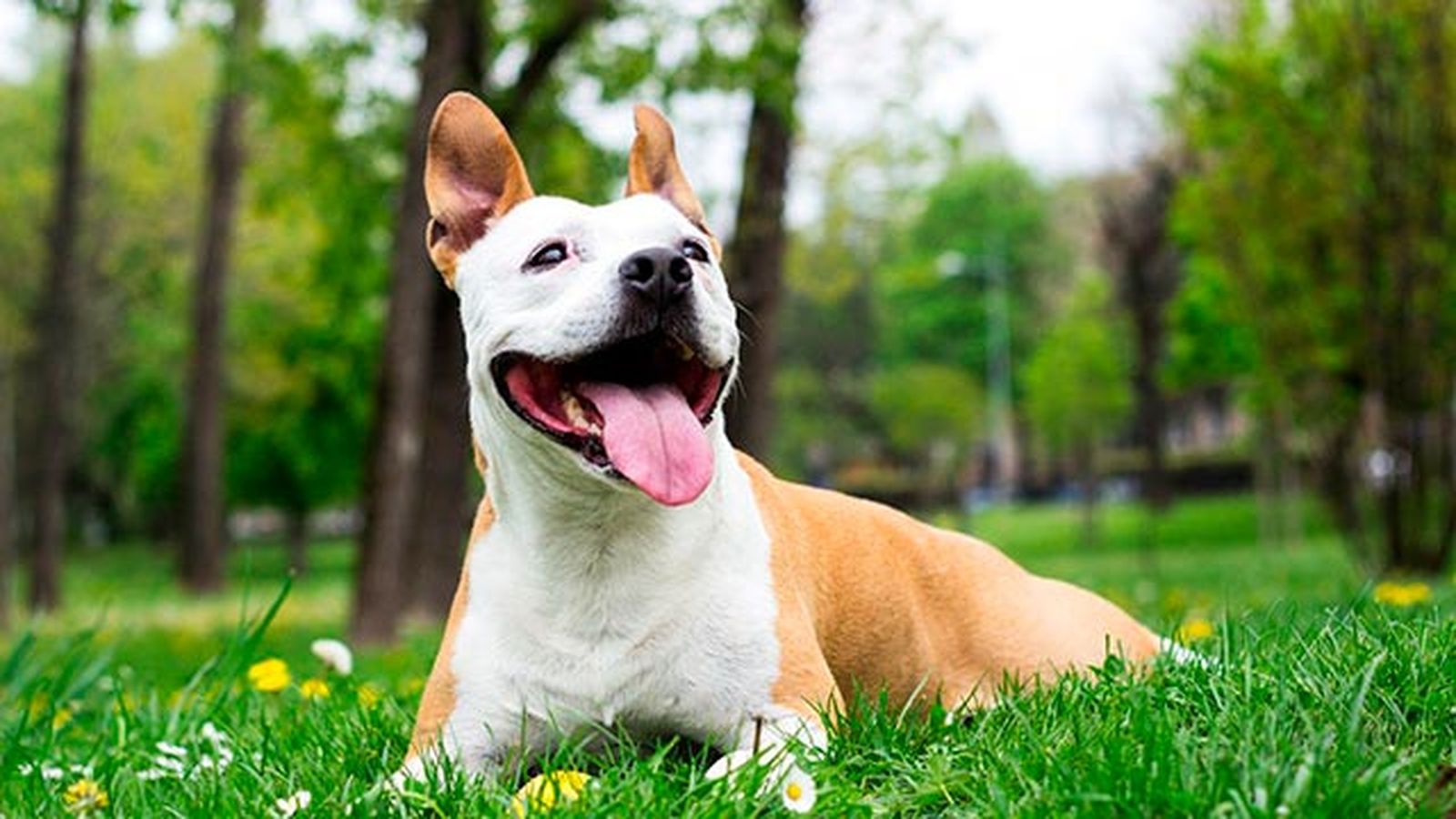 american staffordshire
