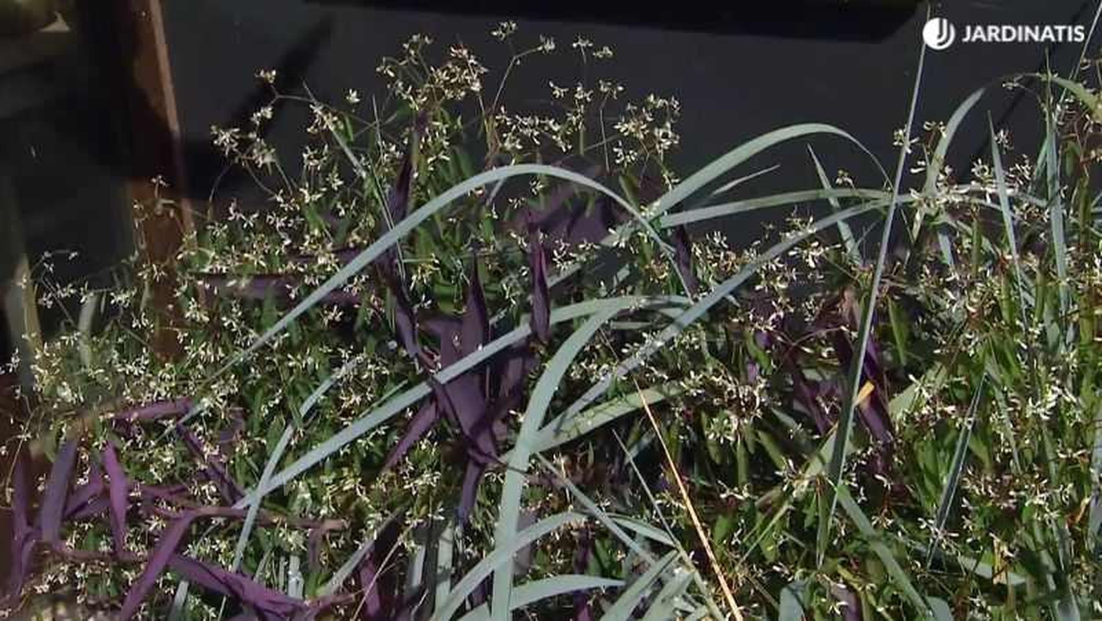 Tradescantia pallida y Euphorbia Diamond Frost